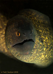"Golden Eye"  Yellow Margin Moray Eel. D200, 60mm No crop... by Debi Henshaw 